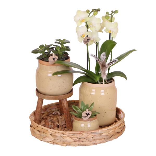 Kolibri Orchids | Groene planten met gele Phalaenopsis orchidee in Vintage khaki sierpotten en hyacinth dienblad  BotanicBridge