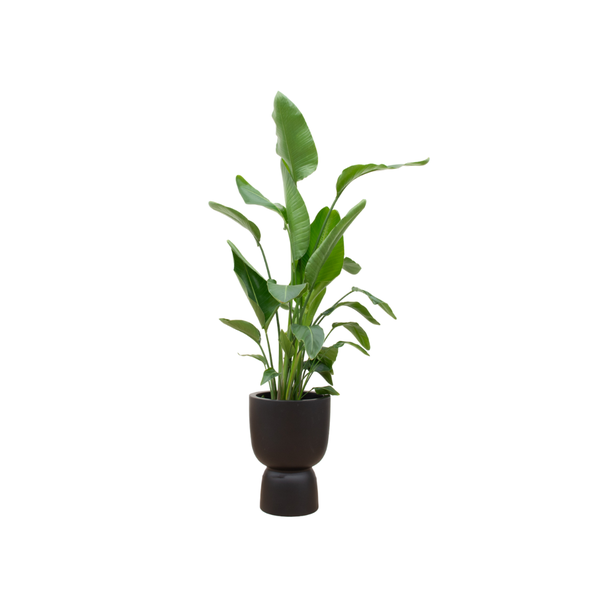 Combi deal - Strelitzia Nicolai inclusief elho Pure Coupe zwart Ø35 - 200 cm  BotanicBridge