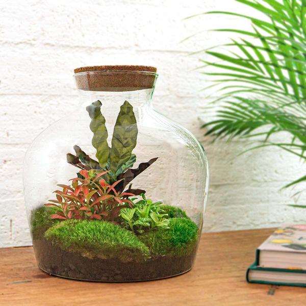 DIY terrarium - Fat Joe Rood - ↕ 30 cm - Rake + Shovel + Tweezer  BotanicBridge