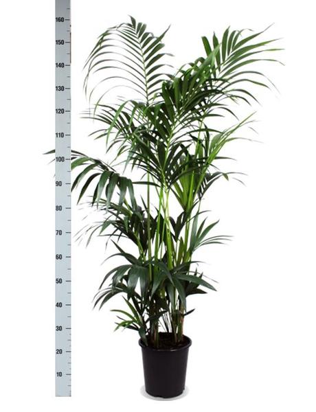 Kentia Palm Ø27cm ↕160cm in Boule OLIJF pot  BotanicBridge