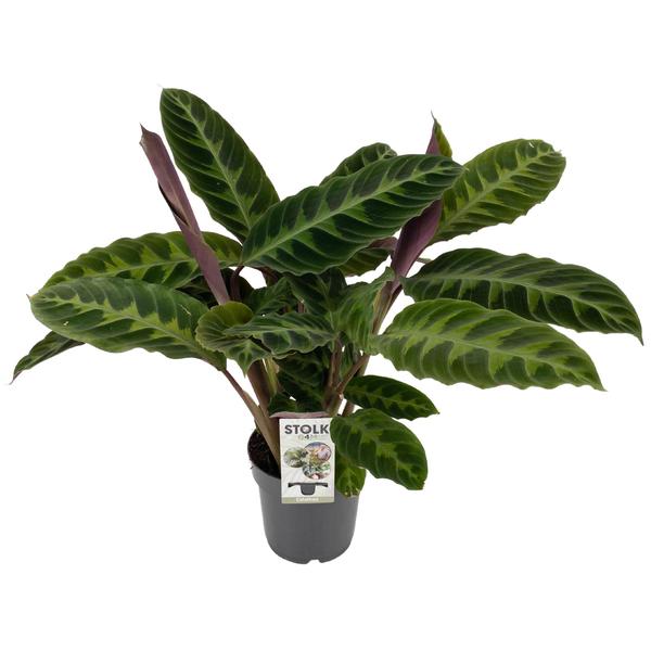 Calathea Warscewiczii - Ø14cm - ↕50cm  BotanicBridge