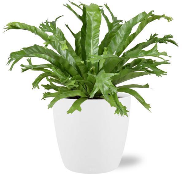 Asplenium Nidus Crissie - Ø17cm - ↕40cm + Pot Brussels D18x17cm - Wit  BotanicBridge