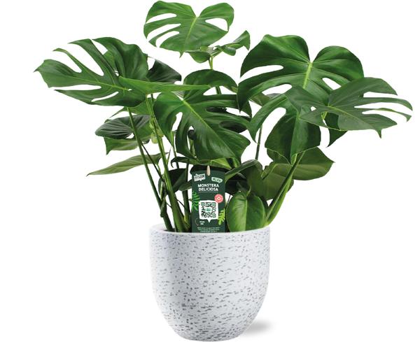 Monstera Deliciosa - Ø21cm - ↕65cm + Tim Pot D24x22cm - Wit  BotanicBridge