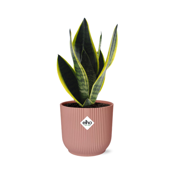 Sansevieria Futura Superba in ELHO Vibes Fold 14cm roze  BotanicBridge