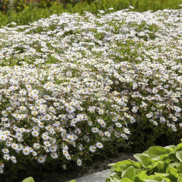 Aster ageratoides 'Ashvi' - ↕10-25cm - Ø9cm - 12x  BotanicBridge