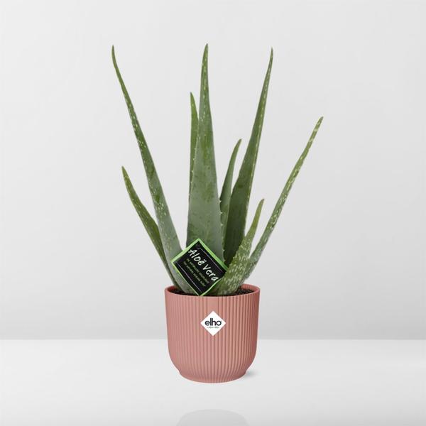 Aloe Vera 12cm in ELHO Vibes Fold 14cm roze  BotanicBridge