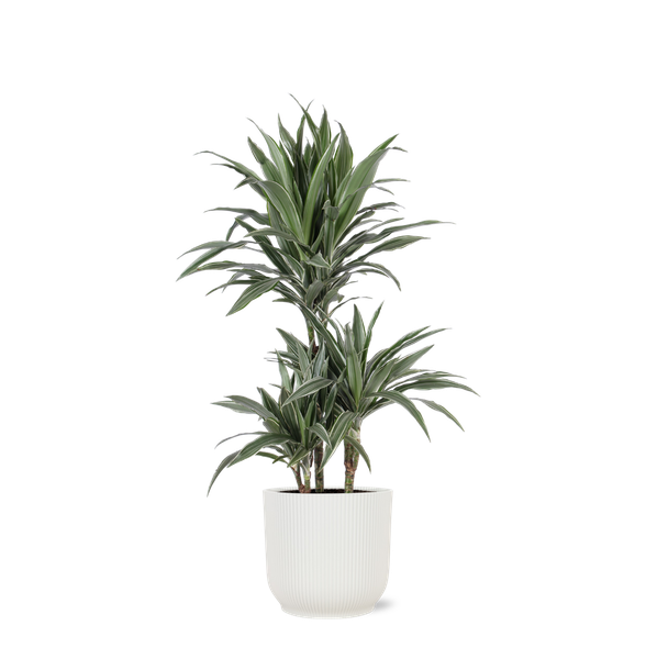 Dracaena Warneckii Ø21cm - ↕65cm in Vibes WIT pot  BotanicBridge