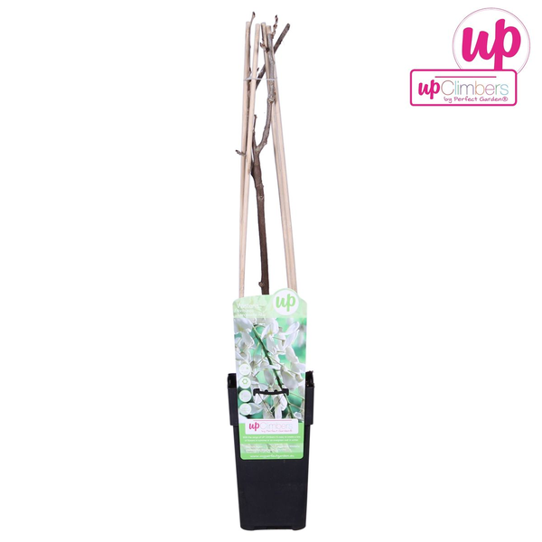 Wisteria floribunda Alba - Witte regen - Ø15cm - ↕65cm  BotanicBridge