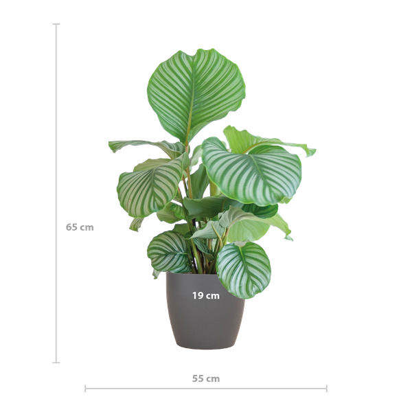 Calathea Orbifolia met Viber grijs - 65cm - Ø21  BotanicBridge