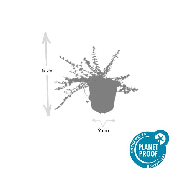 Euonymus fort. 'Minimus' - ↕10-25cm - Ø9cm - 6x  BotanicBridge