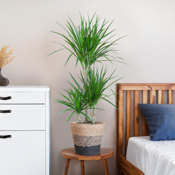 Dracaena Marginata met Lissabon mand zwart - 95cm - Ø21  BotanicBridge