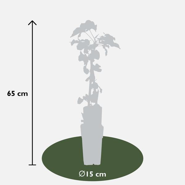 4x - Fallopia baldschuanica - ↨65cm - Ø15  BotanicBridge