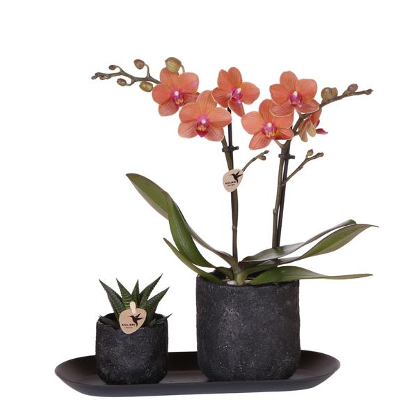 Kolibri Company | Plantenset Home Hub small | Oranje Phalaenopsis Orchidee Bolzano en Succulent incl. keramieken sierpotten op zwart dienblad  BotanicBridge