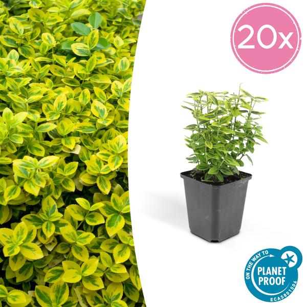 Euonymus fort. 'Emerald 'n Gold’ - ↕10-25cm - Ø9cm - 20x  BotanicBridge