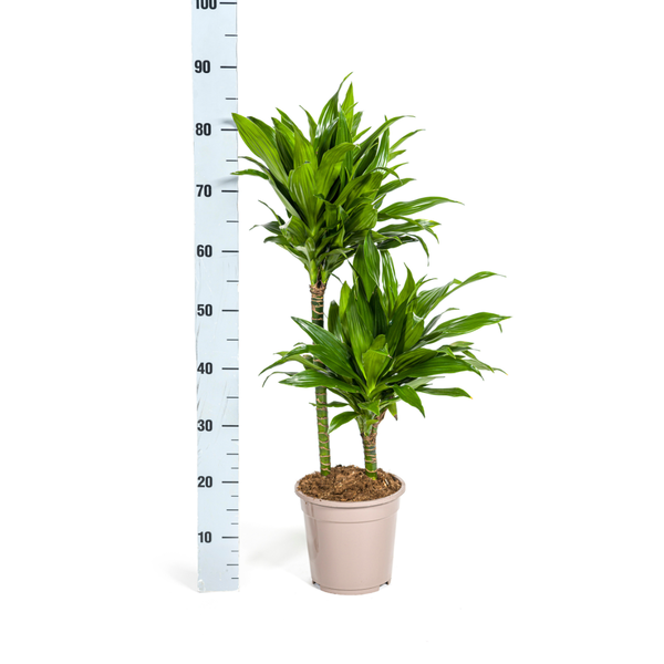 Dracaena Deremensis Green Jewel  Ø19cm - ↕80cm  BotanicBridge