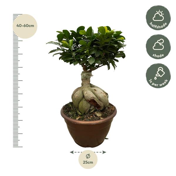 Ficus Microcarpa Ginseng - 50 cm - Ø25cm  BotanicBridge