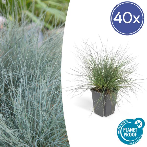 Festuca glauca 'Elijah Bleu' - ↕10-25cm - Ø9cm  - 40x  BotanicBridge