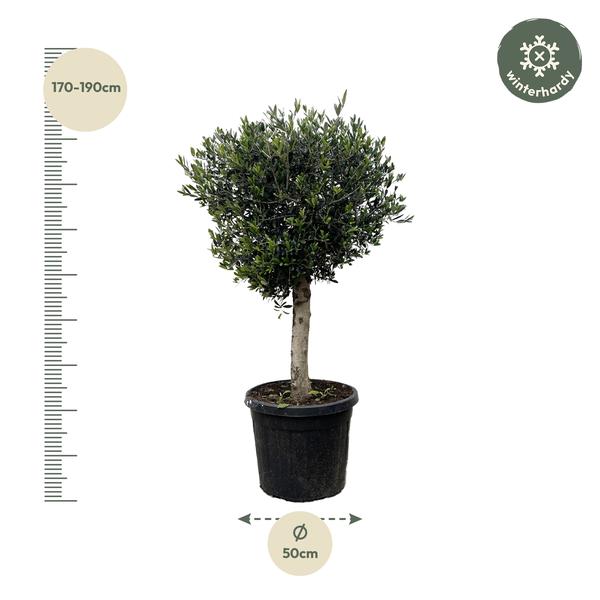 Olea Europaea Lorc - 180cm- Ø50  BotanicBridge