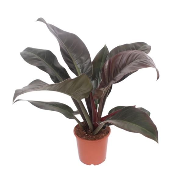 Philodendron Imperial Red - Ø17cm - ↕60cm  BotanicBridge