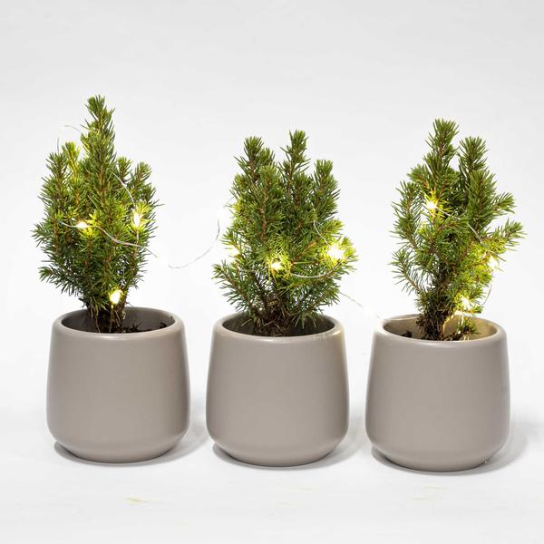 Mini kerstboom set 3 - Inclusief 3x pot Joey grijs + 20 led lights  BotanicBridge