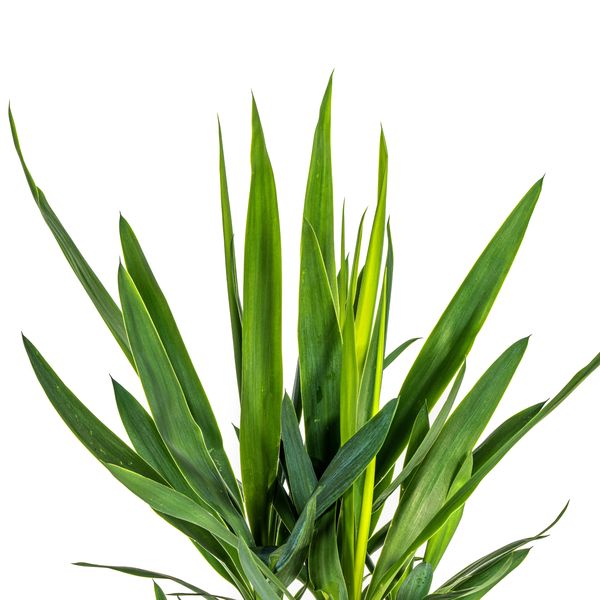 Yucca Elephantipes Ø19cm - ↕80cm  BotanicBridge