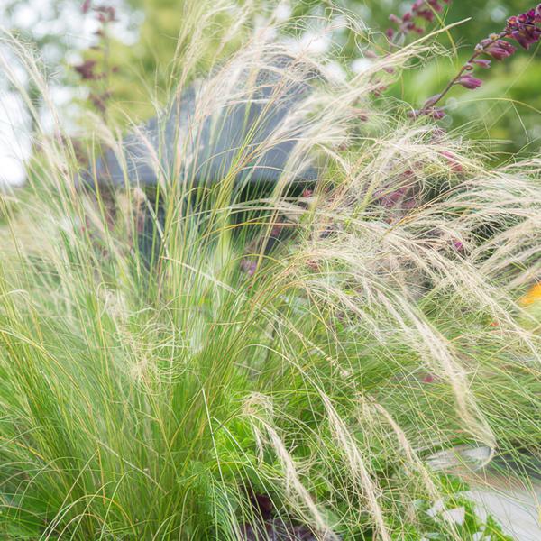 Stipa tenuissima 'Ponytails' - ↕10-25cm - Ø9cm - 6x  BotanicBridge