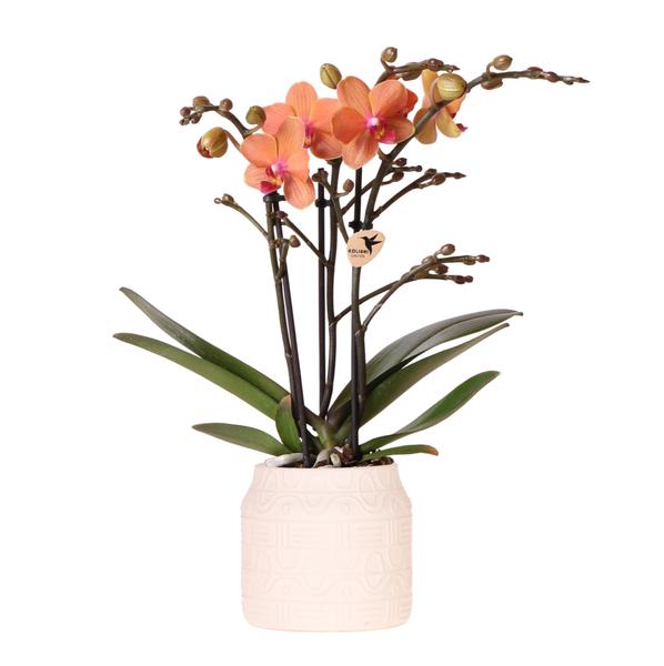 Kolibri Orchids | Oranje orchidee Bolzano + Hieroglyph sierpot off white - potmaat Ø9cm | bloeiende kamerplant - vers van de kweker  BotanicBridge