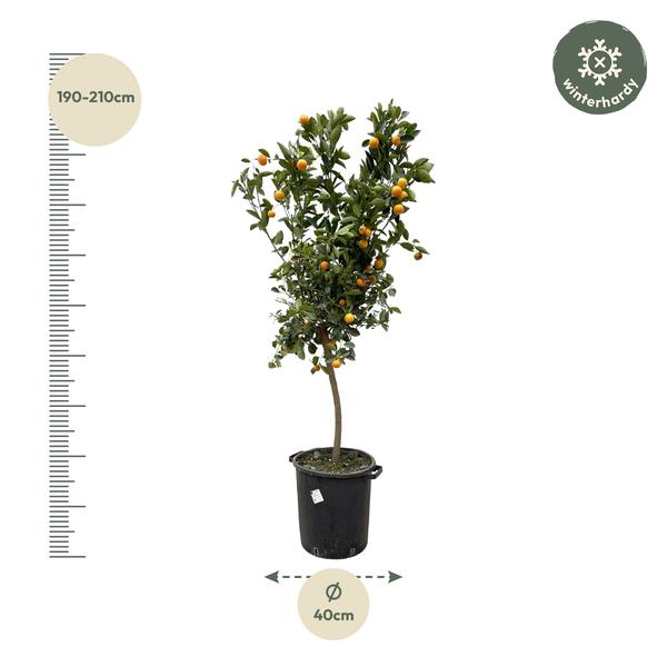 Citrus Calamondin - 200 cm - ø40  BotanicBridge