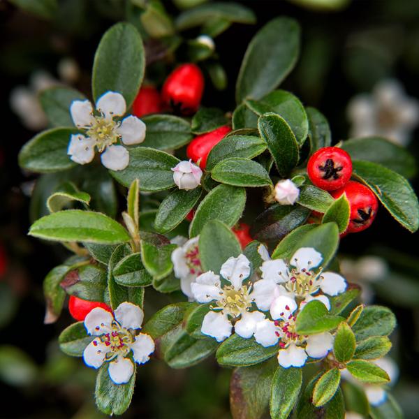 Cotoneaster dam. 'Major' - ↕25cm - Ø9cm  - 6x  BotanicBridge