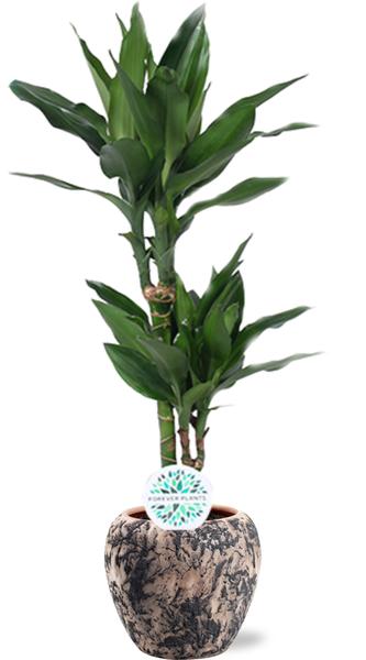 Dracaena Janet Lind - Ø17cm - ↕70cm + Doug Pot D18x16cm - Zwart Beige  BotanicBridge