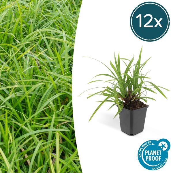 Carex morrowii 'Irish Green' - ↕10-25cm - Ø9cm - 12x  BotanicBridge