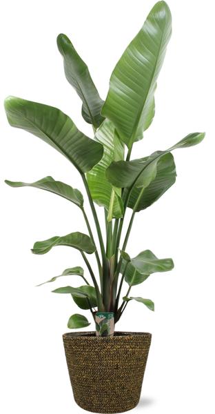 Strelitzia Nicolai - Ø21cm - ↕100cm + Selin Pot D22x19cm - Zwart  BotanicBridge