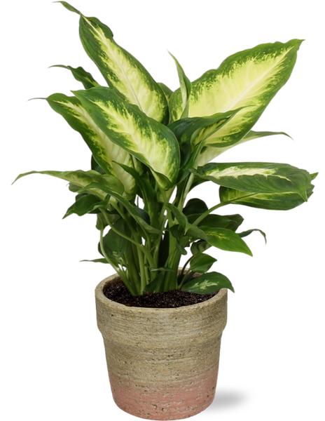 Dieffenbachia Camilla - Ø12cm - ↕35cm + Invorno Pot D13,5x12,5cm - Naturel  BotanicBridge