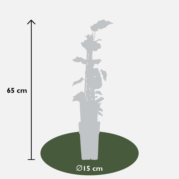 4x - Hedera algeriensis 'Gloire de Maren' - ↨65cm - Ø15  BotanicBridge