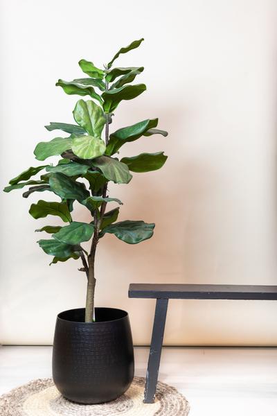 Kunstplant - Ficus Lyrata - Tabaksplant - 125 cm  BotanicBridge