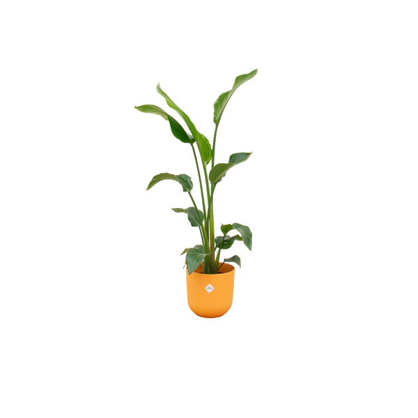 Combi deal - Strelitzia Nicolai inclusief elho Jazz Round geel Ø23 - 100 cm  BotanicBridge