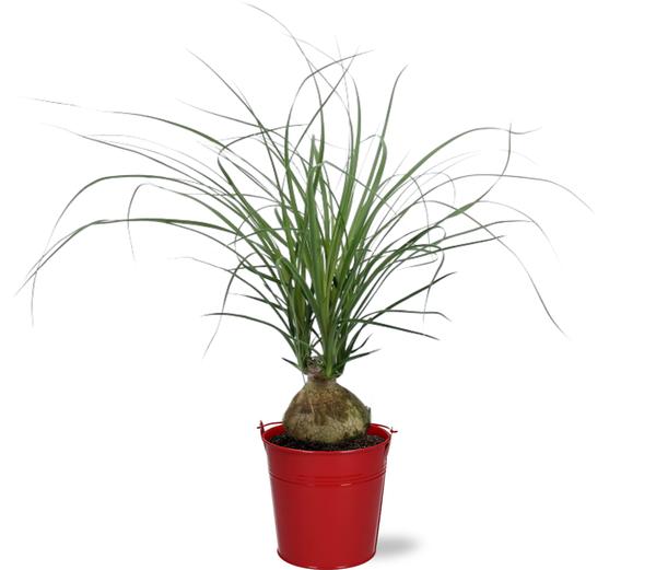 Beaucarnea Nolina Recurvata - Ø12cm - ↕45cm + Emmer D12.5x11.5cm - Rood  BotanicBridge