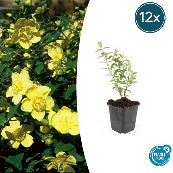 Hypericum 'Hidcote' - ↕10-25cm - Ø9cm - 12x  BotanicBridge