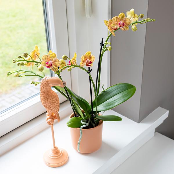 Kolibri Home | Ornament - Decoratie beeld Toucan - Peach  BotanicBridge