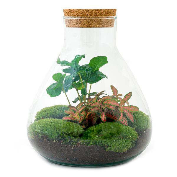 DIY terrarium - Sammie Coffea - ↕ 27 cm - Rake + Shovel  BotanicBridge