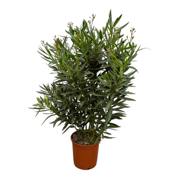 Nerium Oleander struik met rode bloem - 160 cm - Ø30cm  BotanicBridge