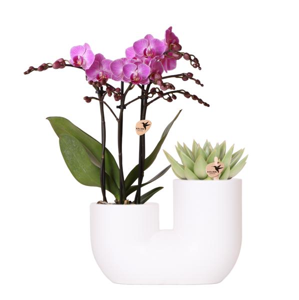 Kolibri Orchids | Set van roze orchidee Vienna en succulent in Tube sierpot wit - potmaat Ø9cm | bloeiende kamerplant - vers van de kweker  BotanicBridge