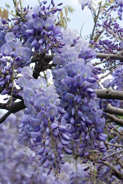 2x Wisteria sinensis 'Prolific' - ↨65cm - Ø15  BotanicBridge