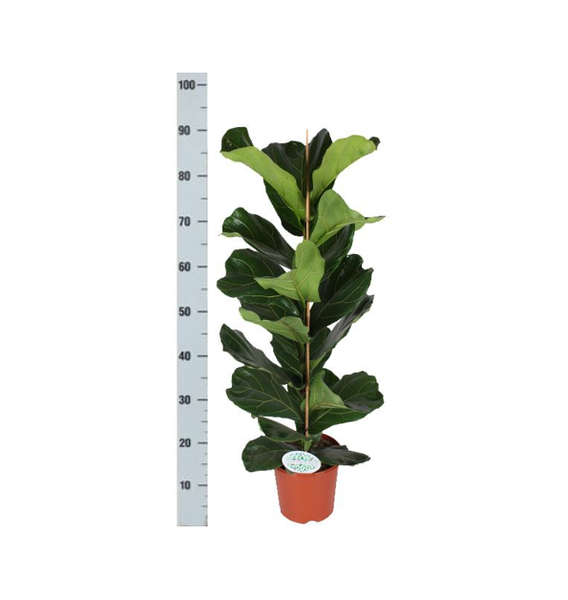 Ficus Lyrata - Ø21cm - ↕90cm in Boule WIT pot  BotanicBridge