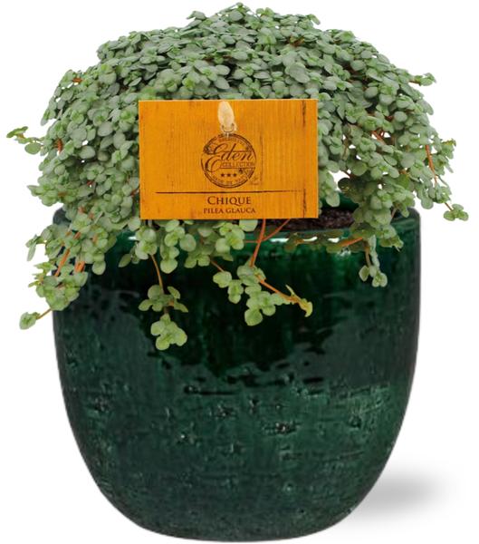 Pilea Glauca - Ø11cm - ↕15cm + Jolin Pot D11x12cm - Groen  BotanicBridge