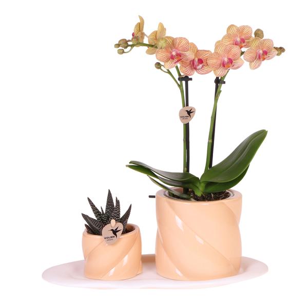 Kolibri Orchids | Gift set Optimism small peach | Groene plant met oranje Phalaenopsis orchidee in Candy sierpotten op wit organisch dienblad  BotanicBridge