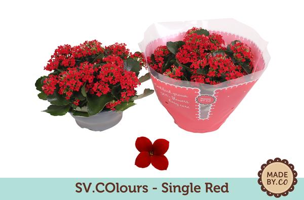 Kalanchoe Single Red - Ø23cm - ↕27cm  BotanicBridge