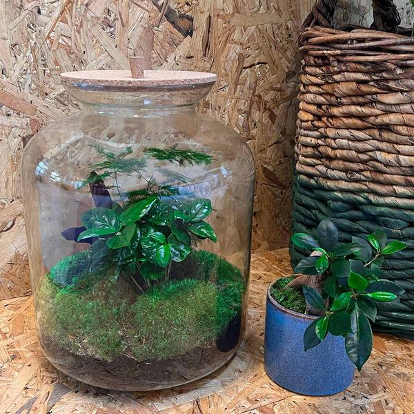 DIY terrarium - Lukas - ↕ 33 cm - Rake + Shovel  BotanicBridge