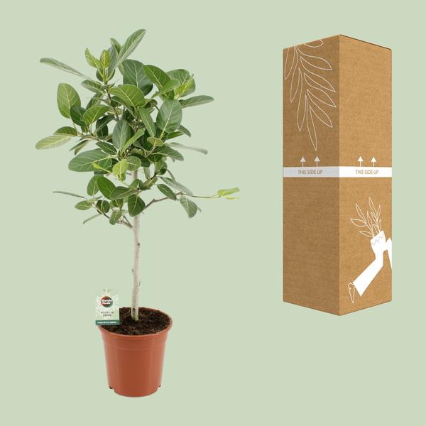 Ficus Benghalensis Petite Audrey - Ø21cm - ↕75cm  BotanicBridge