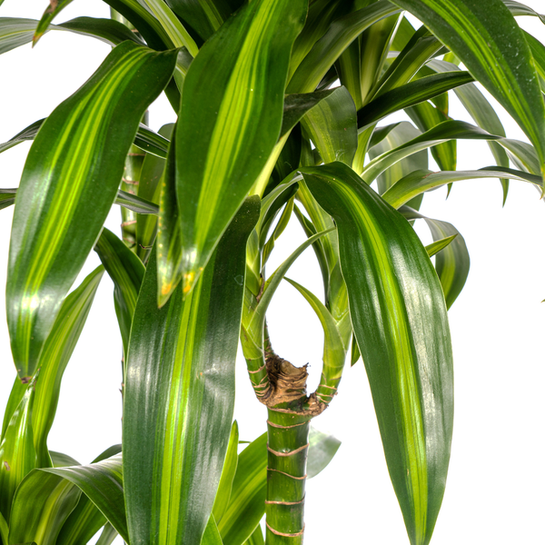 Dracaena Deremensis Hawaiian Sunshine Ø27cm - ↕180cm  BotanicBridge